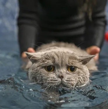 Obez kedi 'Şiraz' pilates yaparak ve yüzerek zayıflıyor!
