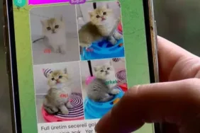 Pet shopta yasaklanan hayvan satışı sosyal medyada arttı