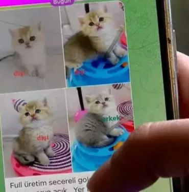 Pet shopta yasaklanan hayvan satışı sosyal medyada arttı