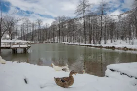 Rize, Trabzon ve Artvin'in yüksek kesimleri beyaza büründü!