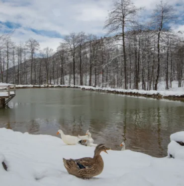 Rize, Trabzon ve Artvin'in yüksek kesimleri beyaza büründü!