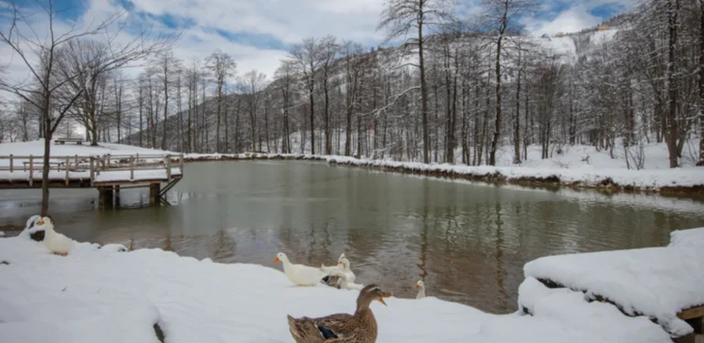 Rize, Trabzon ve Artvin'in yüksek kesimleri beyaza büründü!