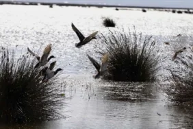 Sertab Erener yeniden Eurovision'da sahne alacak