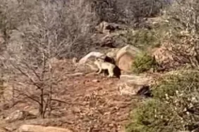 Sivas’ta nesli tükenme tehlikesinde olan vaşak görüntülendi