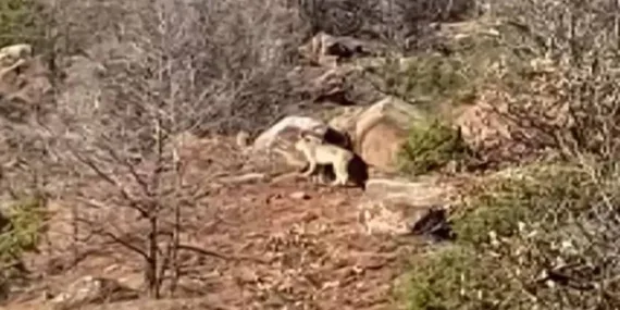Sivas’ta nesli tükenme tehlikesinde olan vaşak görüntülendi