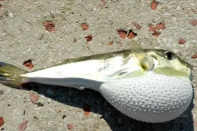 Sokak hayvanları için ölüm tehlikesi Balon balıklarının karadaki tehlikesi!