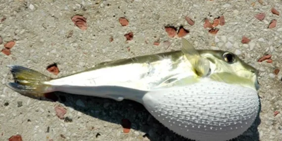 Sokak hayvanları için ölüm tehlikesi: Balon balıklarının karadaki tehlikesi!