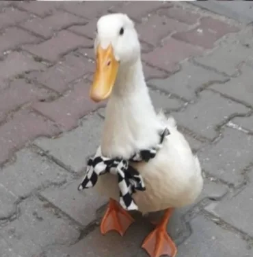 Taksici ördeğine çarptı Sahibi savcılığa başvurdu
