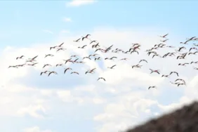 Tuz Gölü'nde görsel şölen... Yazlıkçı flamingolar gelmeye başladı