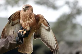 Uçamayan şahin, kas erimesi tedavisi ile yeniden özgürlüğüne kavuştu