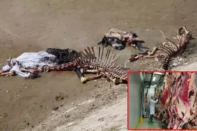 Uzmanı açıkladı At eti nasıl anlaşılır