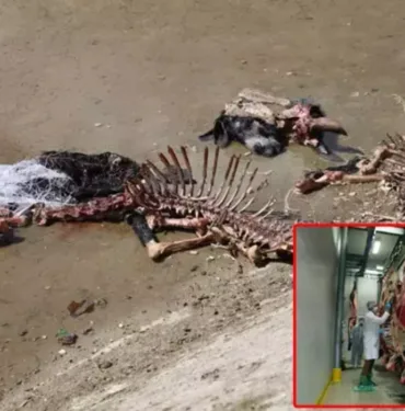 Uzmanı açıkladı At eti nasıl anlaşılır