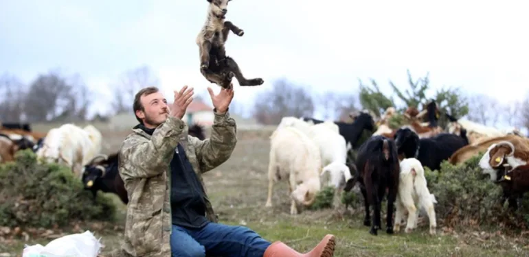 Yıldız Dağlarının eteklerinde oğlak ve kuzu sesleri yankılanıyor