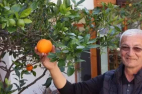 Zamansız çiçek açan ağaçlar görenleri hayrete düşürüyor