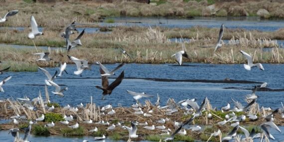 Baharın müjdesi: Kars’taki Çalı Gölü’ne göçmen kuşlar gelmeye başladı