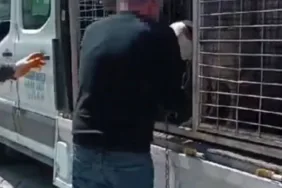 Beylikdüzü'nde pitbull saldırısı Köpeğin sahibi gözaltına alındı!