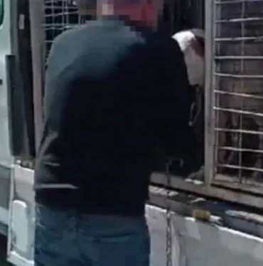 Beylikdüzü'nde pitbull saldırısı Köpeğin sahibi gözaltına alındı!