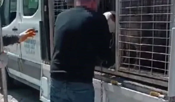 Beylikdüzü'nde pitbull saldırısı Köpeğin sahibi gözaltına alındı!