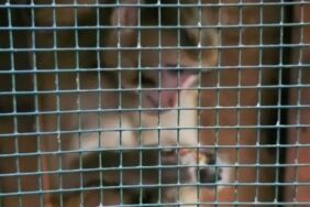 Fatih'te maymun paniği Sahibinden kaçtı binalara tırmandı