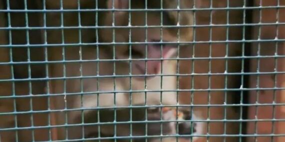 Fatih’te maymun paniği: Sahibinden kaçtı binalara tırmandı