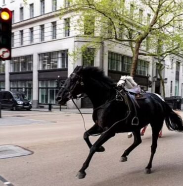Firari atlar trafikteki araçlara çarptı