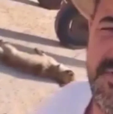 Gaziantep'te sokak köpeğini öldürüp at arabasında sürükleyen şahıs yakalandı!