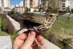 Göçmen kuş ölümleri incelendi! Yüzde 87'si insan kaynaklı