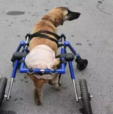 Hayvansever oto tamircisi köpeğine özel yürüteç tasarladı