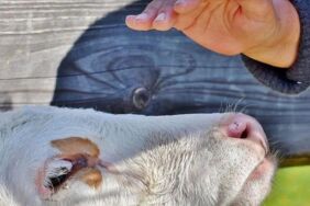 İneklerden insanlara geçen H5N1 virüsü Yeni bir salgın korkusu