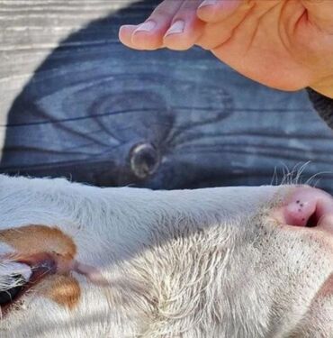 İneklerden insanlara geçen H5N1 virüsü Yeni bir salgın korkusu