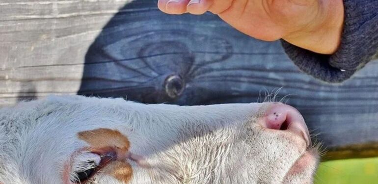 İneklerden insanlara geçen H5N1 virüsü Yeni bir salgın korkusu