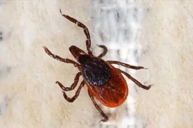 Kene kaynaklı ölümler bu yıl erken başladı