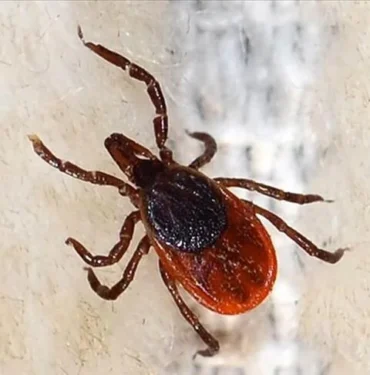 Kene kaynaklı ölümler bu yıl erken başladı