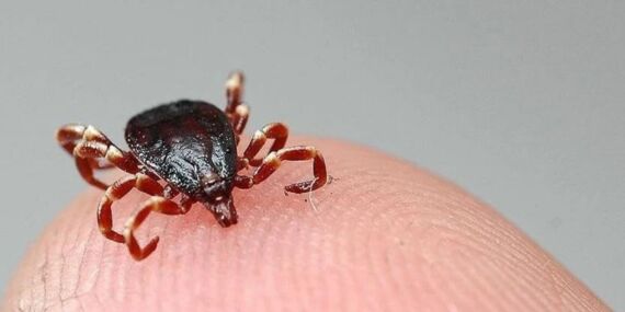 Kene ısırığı Sivas’ta can almaya devam ediyor!