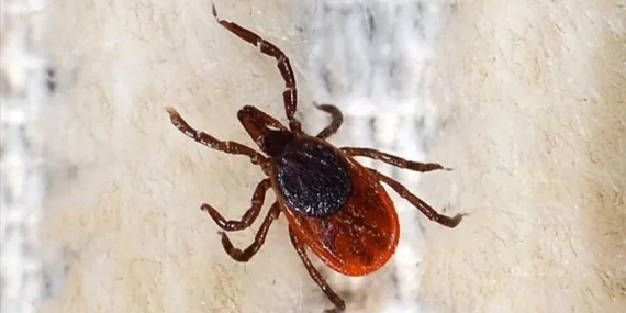 Havaların ısınmasıyla keneler de uyandı: Uzmanından önemli tavsiyeler