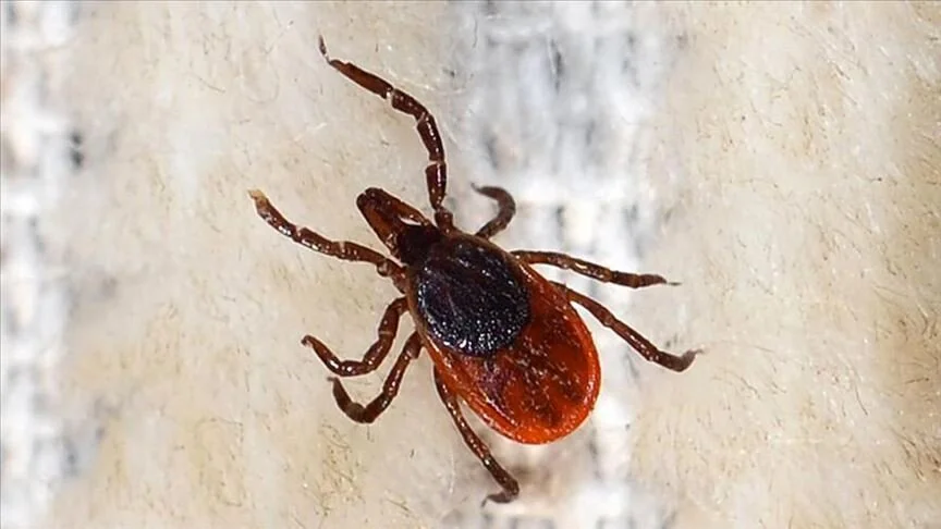 Kene kaynaklı ölümler bu yıl erken başladı
