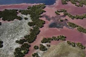 Kızılırmak Delta'sında kızıl eğrelti otları su yüzeylerini kapladı