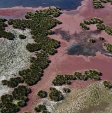 Kızılırmak Delta'sında kızıl eğrelti otları su yüzeylerini kapladı