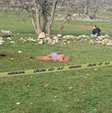 Köpeklerin saldırısına uğrayan 85 yaşındaki kadın hayatını kaybetti