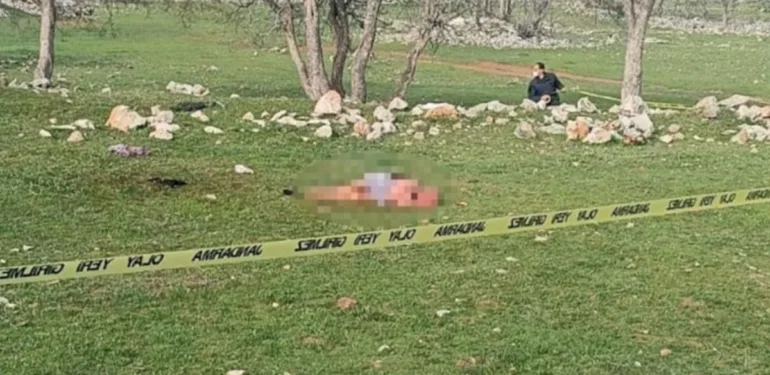 Köpeklerin saldırısına uğrayan 85 yaşındaki kadın hayatını kaybetti
