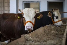 Kurbanlık fiyatları belli oldu Büyükbaş ve küçükbaş hayvan fiyatları ne olacak İşte hisse bedelleri