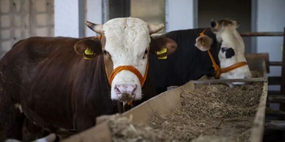 2025 yılı kurban kesim bedeli belli oldu!