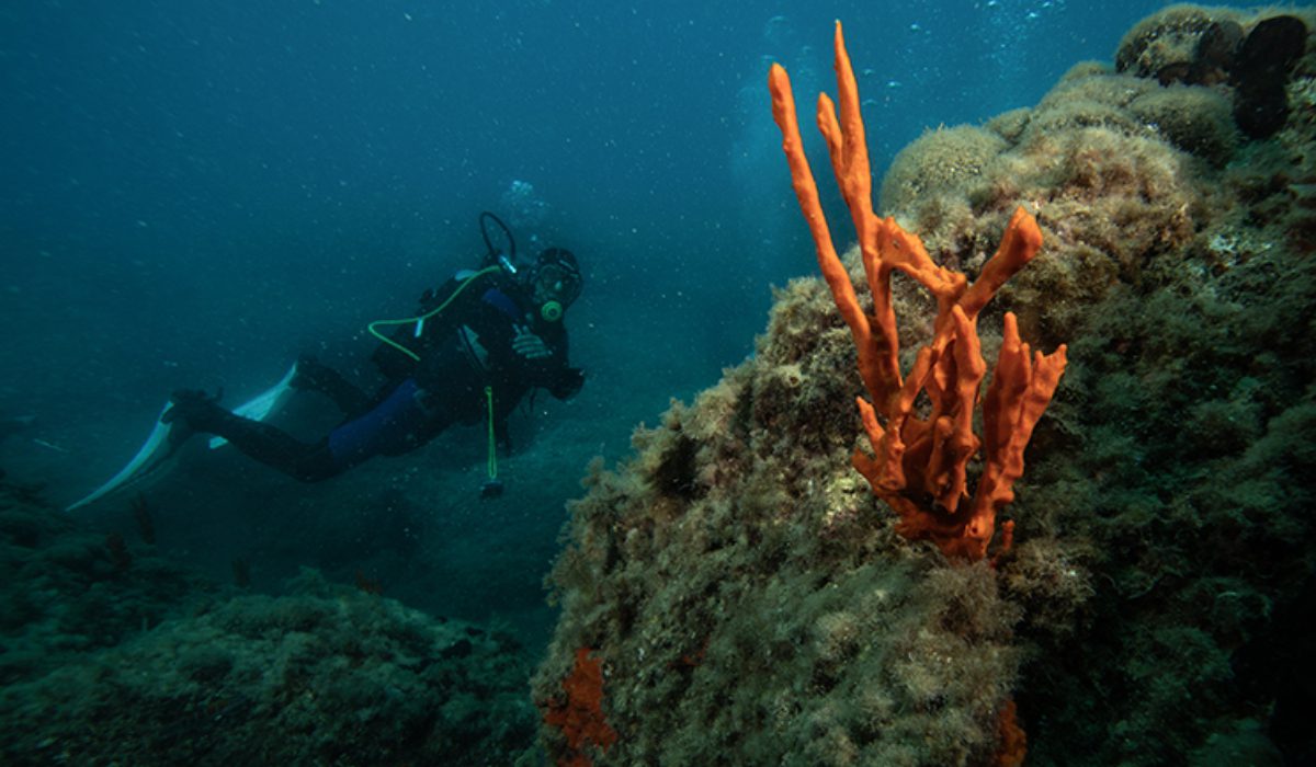 Kuşadası'nda dalış turizmi erken başladı