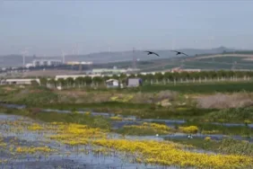 Kuşcenneti Milli Parkı baharda gelen kuşlarla renklendi