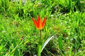 Manisa lalesini koparmak pahalıya patlıyor Cezası 387 bin 142 TL