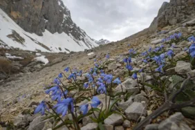 Munzur Dağları'nda karlar eridi... Baharın müjdecisi çiçeklerle renklendi