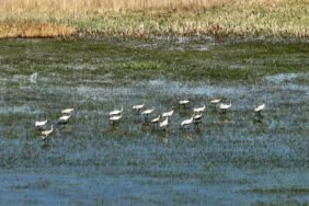 Okuş türü10 yıl sonra Muş Ovası'nda görüntülendi