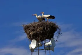 Osmaniye'de cami kubbesine taşınan yuva yeniden leyleklerle buluştu