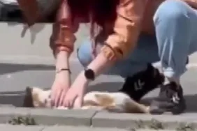 Otomobilin çarptığı kediyi kalp masajıyla kurtardı