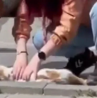 Otomobilin çarptığı kediyi kalp masajıyla kurtardı